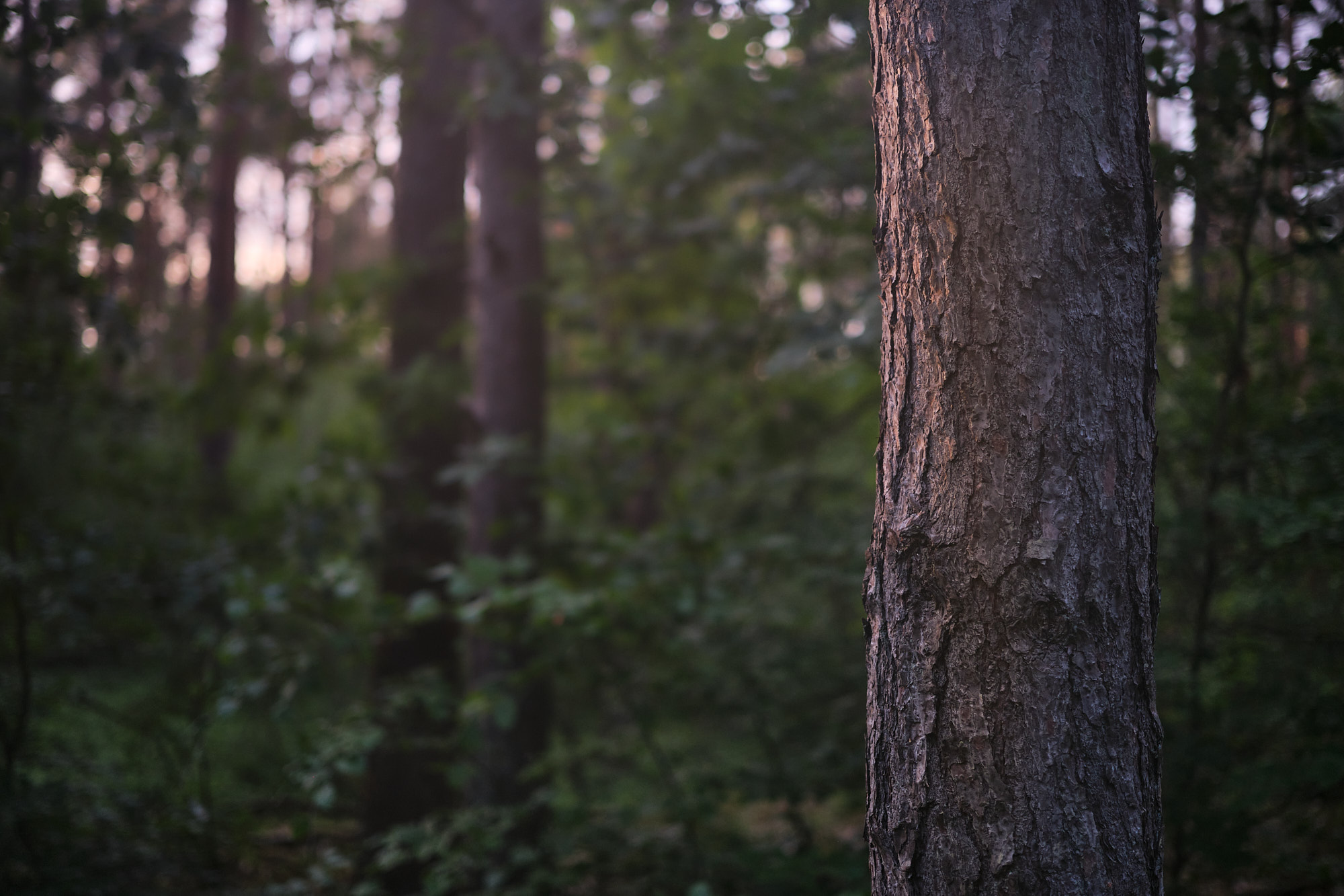 22 05 21 xt3  DSF1155