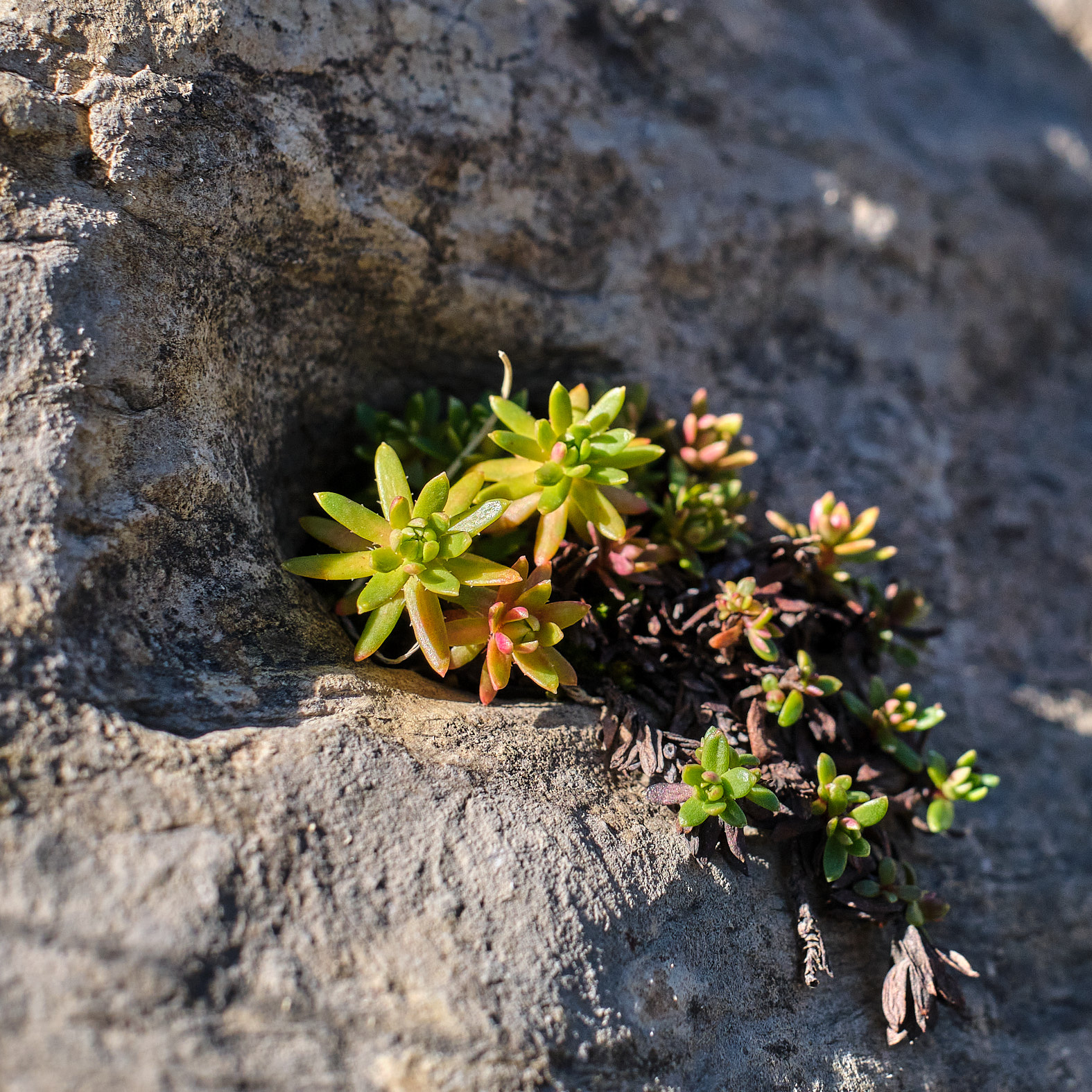 21 10 10 xt3  DSF31991