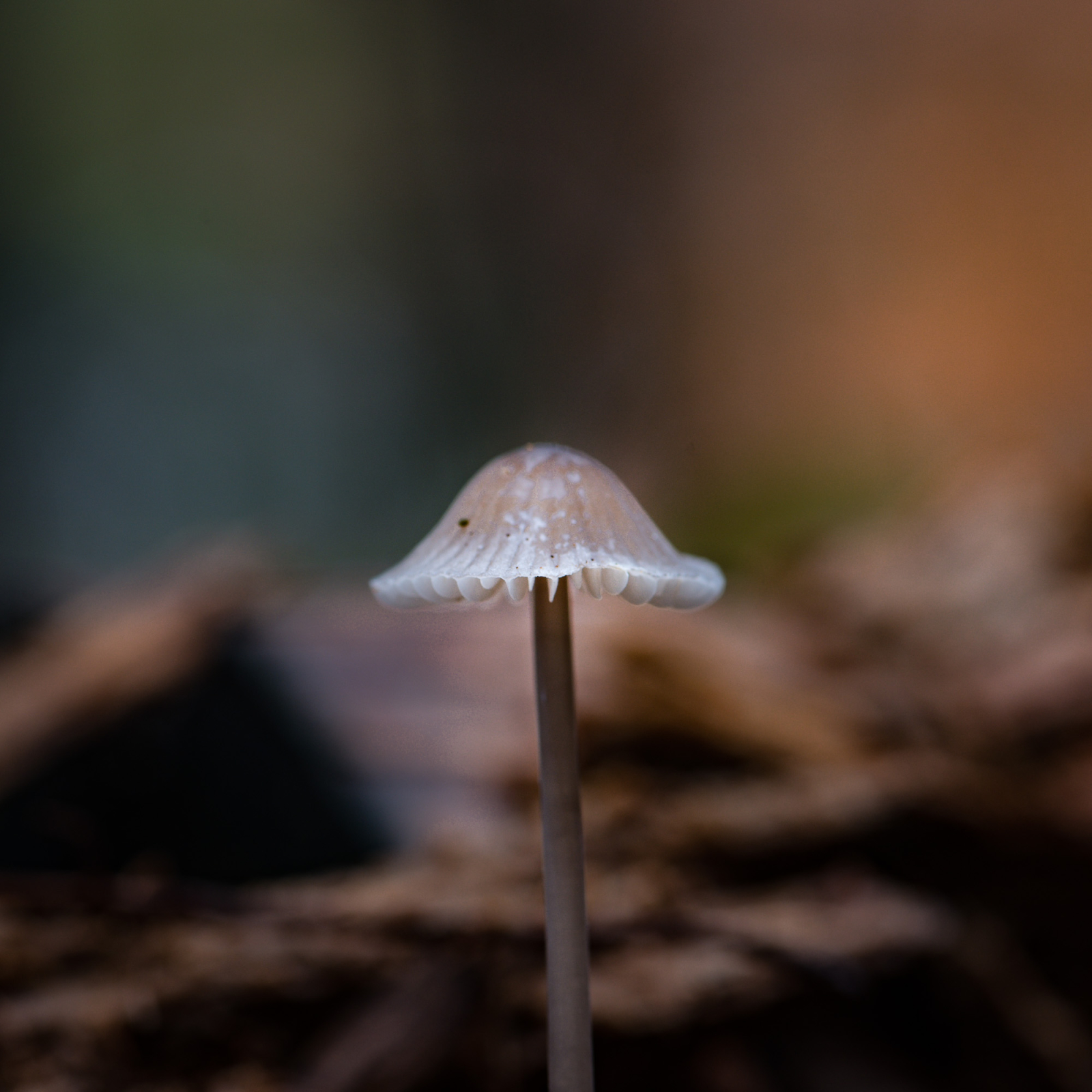 2015 11 07 D810 4574.1600